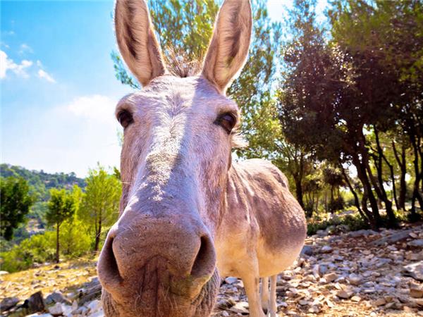 Dalmatian Island hopping in Croatia