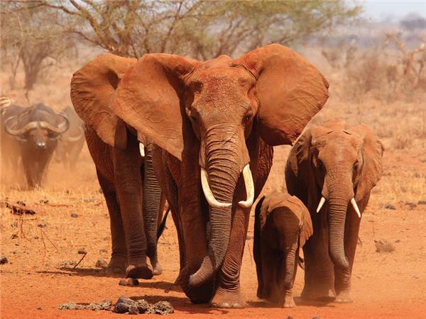 Kruger, Swaziland and South Africa's Garden route holiday