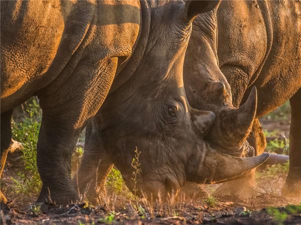 Kruger, Swaziland and South Africa's Garden route holiday