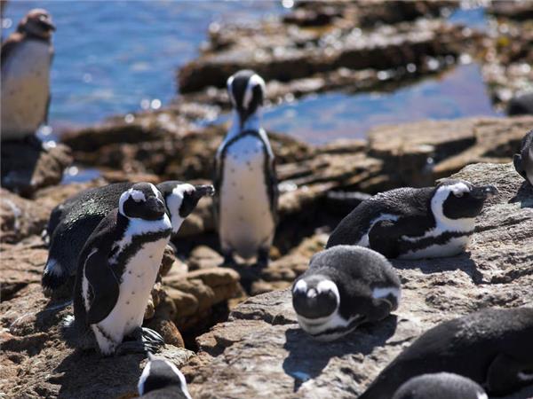 Kruger, Swaziland and South Africa's Garden route holiday