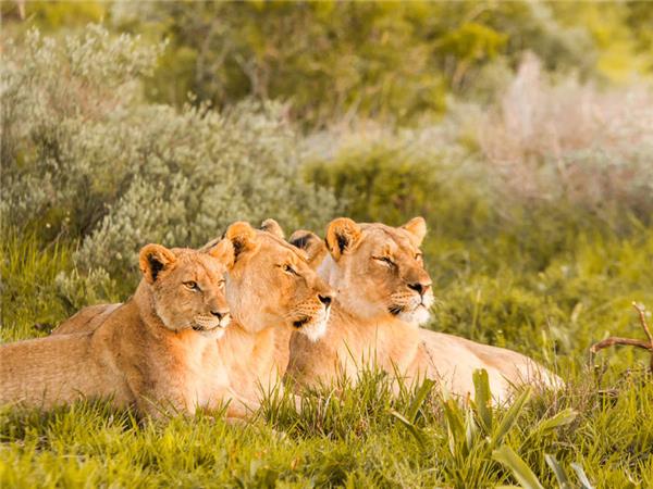 Kruger, Swaziland and South Africa's Garden route holiday