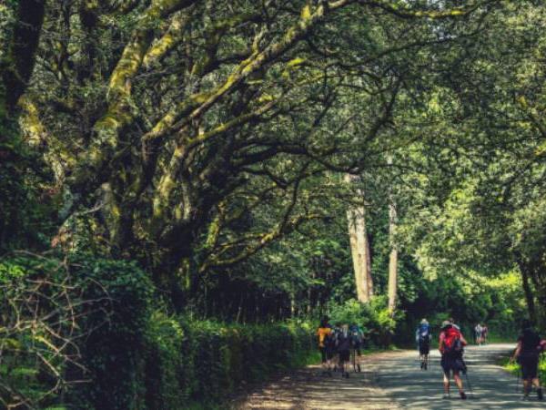 Walk the Camino, Sarria to Santiago
