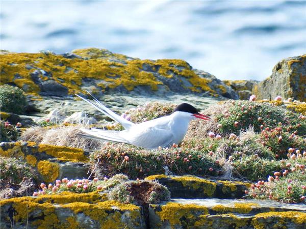 Walking Scotland�s Orkney Islands holiday