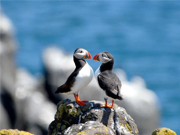 Walking Scotland�s Orkney Islands holiday