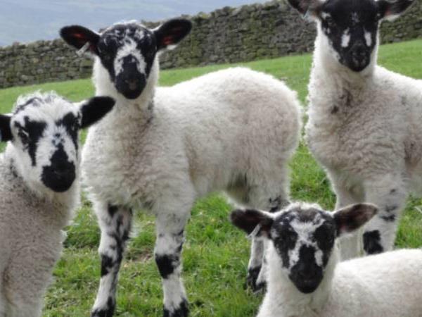 Yorkshire dales walking holiday, James Herriot Way