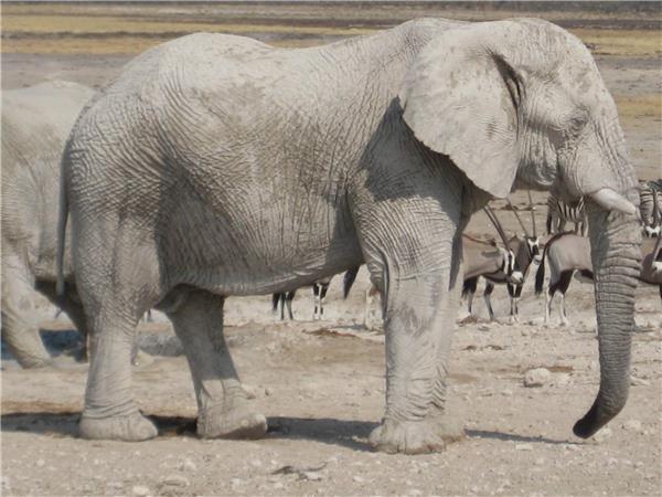 Overland tour from Victoria Falls to Cape Town