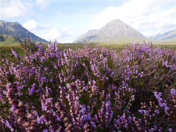 Milngavie to Inverarnan walk on the West Highland Way