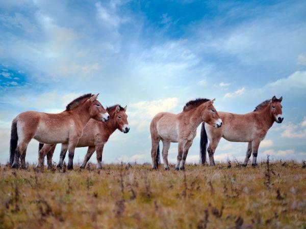 Discover Mongolia holiday, small group