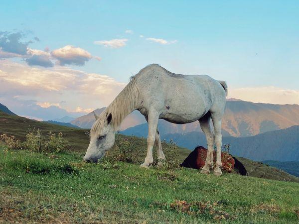 Walking in Georgia, Kazbegi & Tusheti