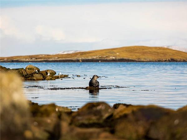 Shetland and Orkney walking holiday
