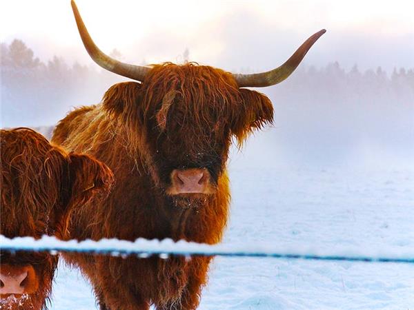 Winter retreat in Cairngorms, women only