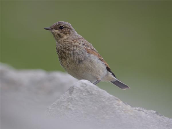 Northumberland wildlife holiday