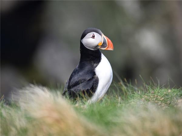 Northumberland wildlife holiday