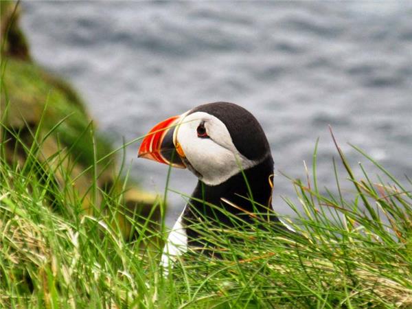 Northumberland wildlife holiday
