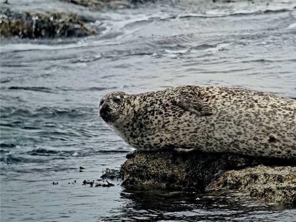 Northumberland wildlife holiday