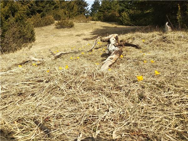 Walking in the Rhodope Mountains, Short Break