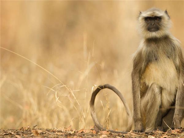 India tiger safari small group holiday