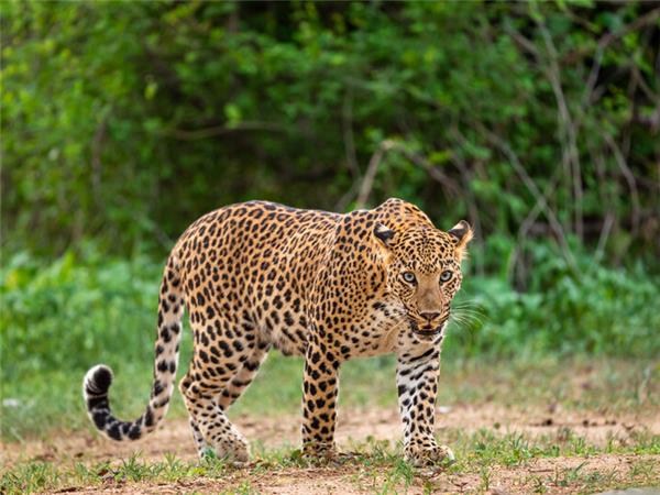 India tiger safari small group holiday