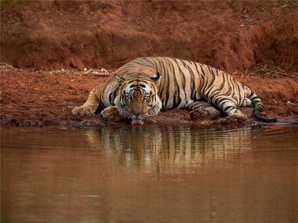 India tiger safari small group holiday