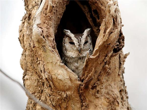 India tiger safari small group holiday