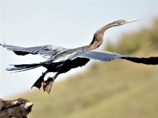 India tiger safari small group holiday