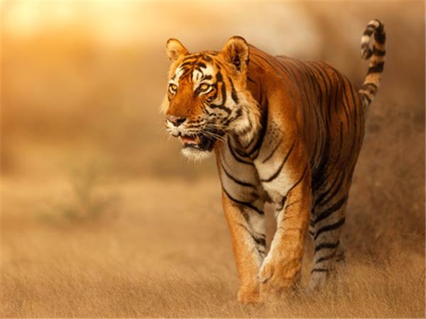 India tiger safari small group holiday