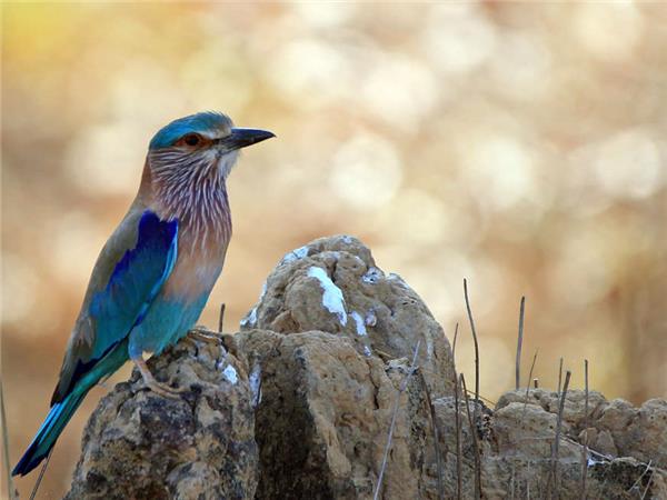 India tiger safari small group holiday