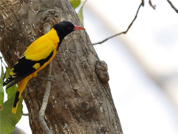 India tiger safari small group holiday