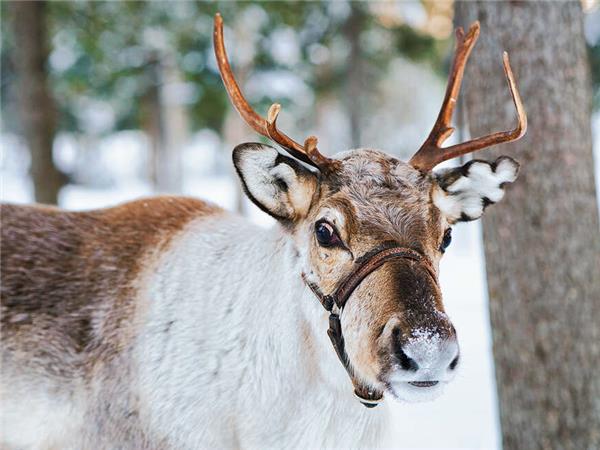 Finnish Lapland Winter adventure holiday