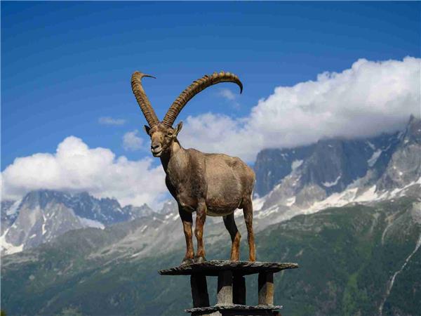 Tour du Mont Blanc, 12 day circuit