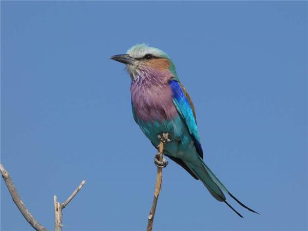 Botswana Wildlife holiday with added comfort