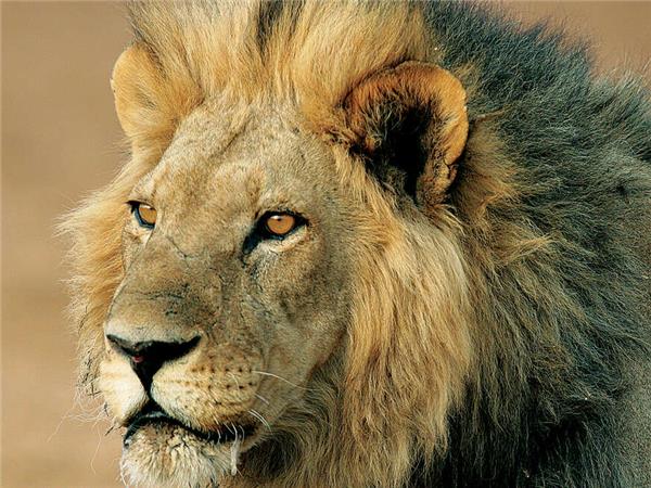 Botswana Wildlife holiday with added comfort