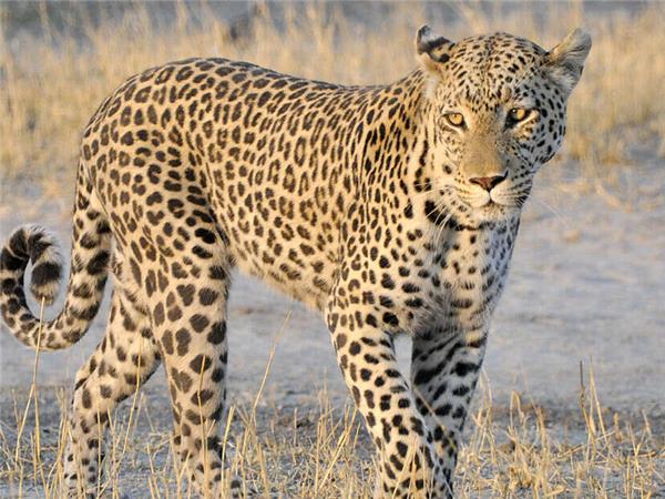 Botswana Wildlife holiday with added comfort