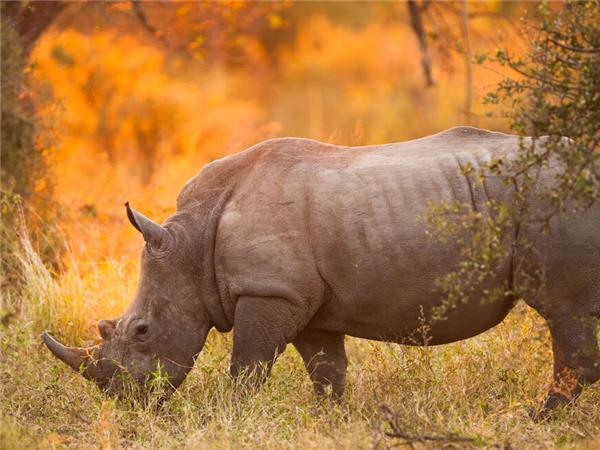 Botswana Wildlife holiday with added comfort