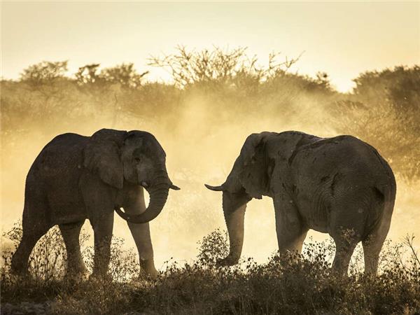 Botswana Wildlife holiday with added comfort