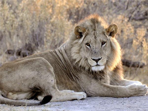 Botswana Wildlife holiday with added comfort