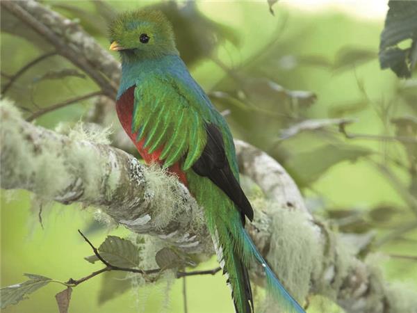 Costa Rica wildlife holiday with added comfort