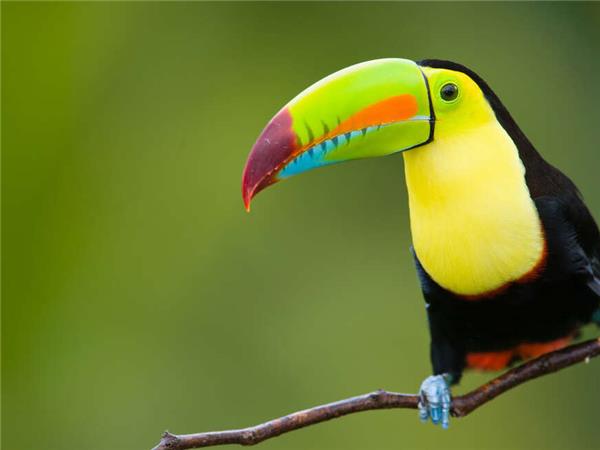 Costa Rica wildlife holiday with added comfort
