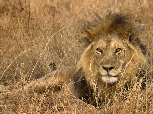 Tanzania small group holiday, safari & Serengeti