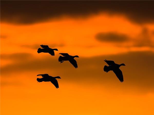 Inner Hebrides autumn wildlife tour, Scotland