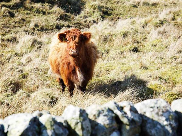 Inner Hebrides autumn wildlife tour, Scotland