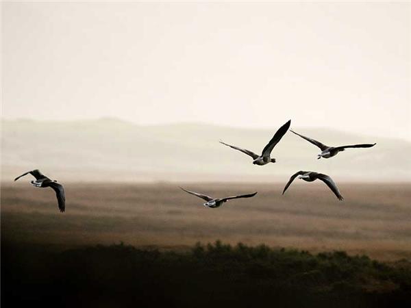 Inner Hebrides autumn wildlife tour, Scotland