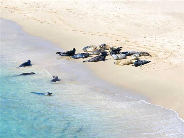 Inner Hebrides autumn wildlife tour, Scotland