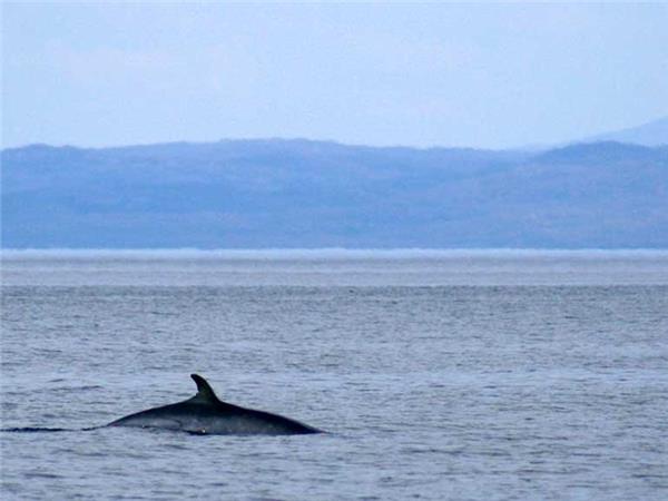 Inner Hebrides autumn wildlife tour, Scotland