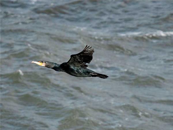 Inner Hebrides autumn wildlife tour, Scotland