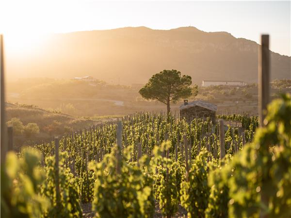 Walking in Catalonia, Priorat wine region