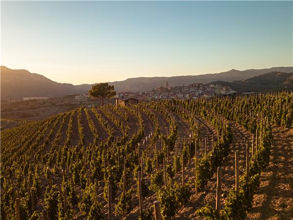 Walking in Catalonia, Priorat wine region