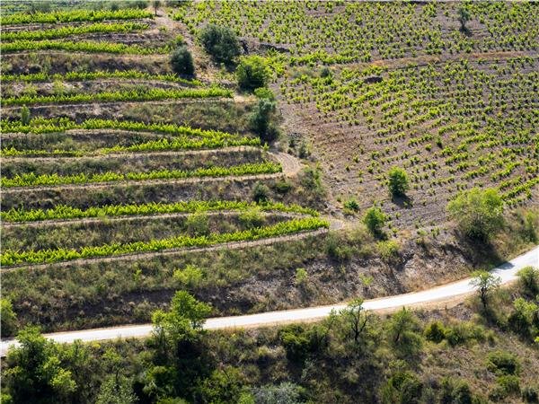 Walking in Catalonia, Priorat wine region