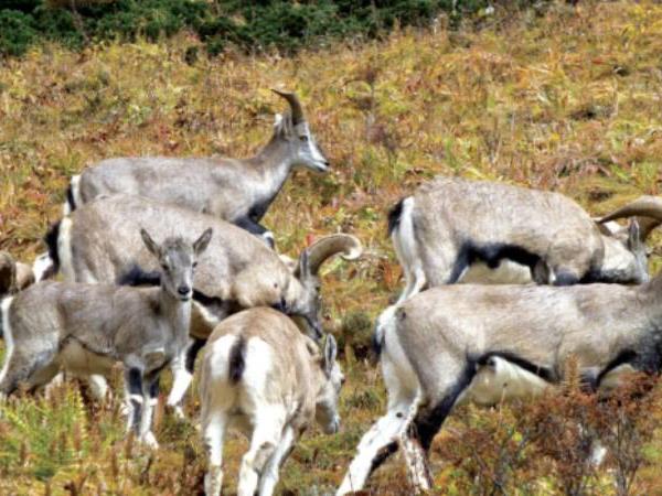 Trekking holiday in Bhutan