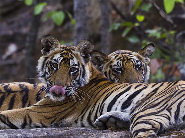 Northern India holidays